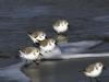 Becasseau Sanderling